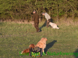 Hundetræning forår 2015